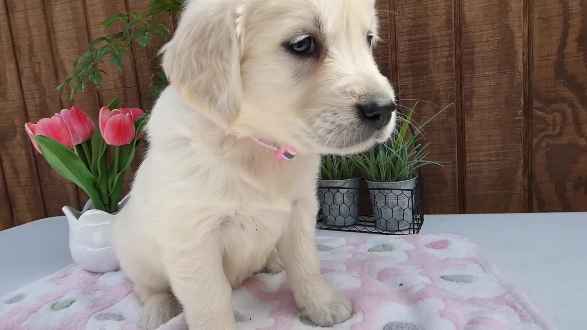 Golden Retriever dogs for sale: Golden Retriever 8 Sady - Video 1