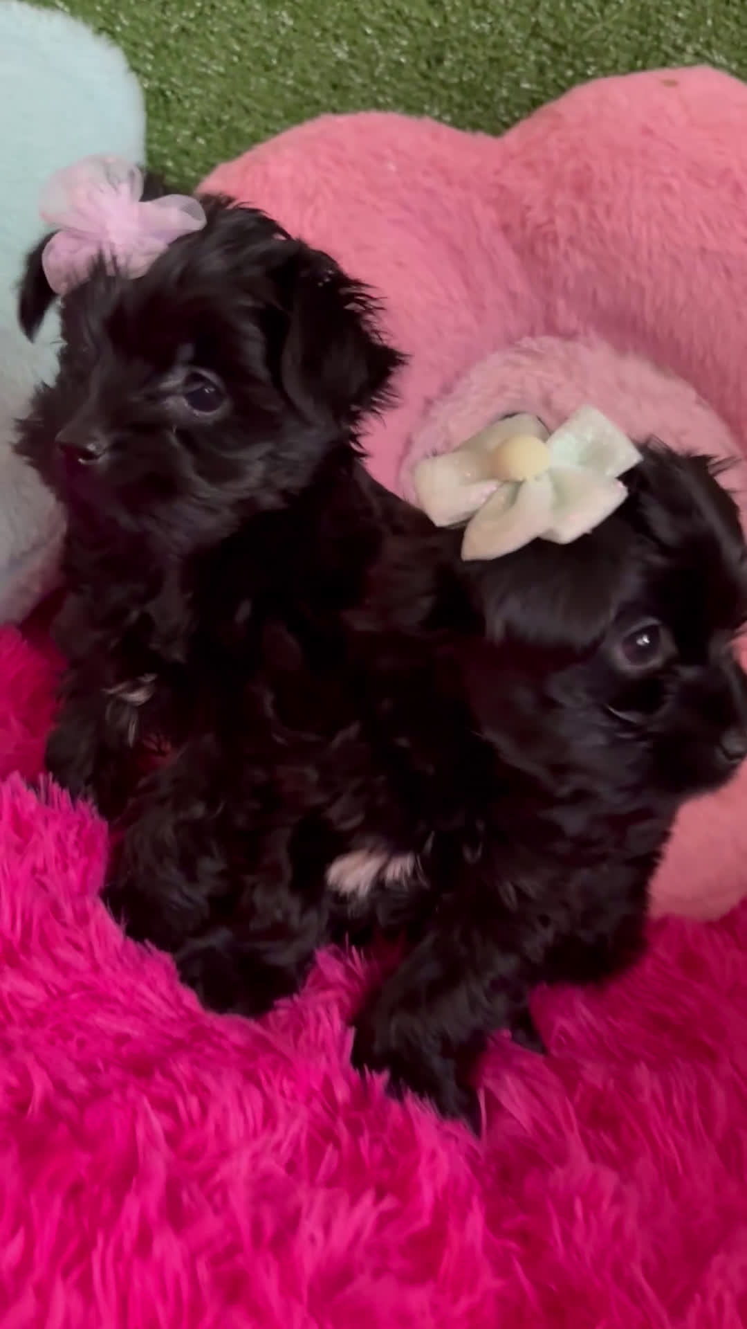 Yorkiepoo dogs for sale: Tulip 🌷  - Video 1
