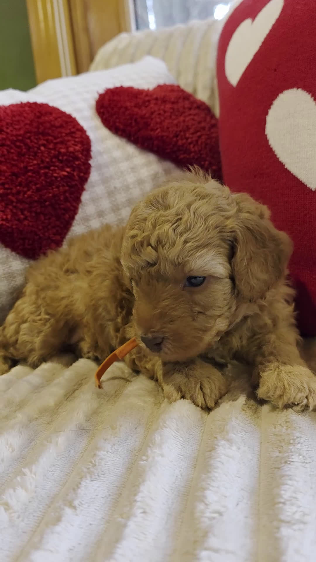 Mini Goldendoodle dogs for sale: Angel   - Video 2