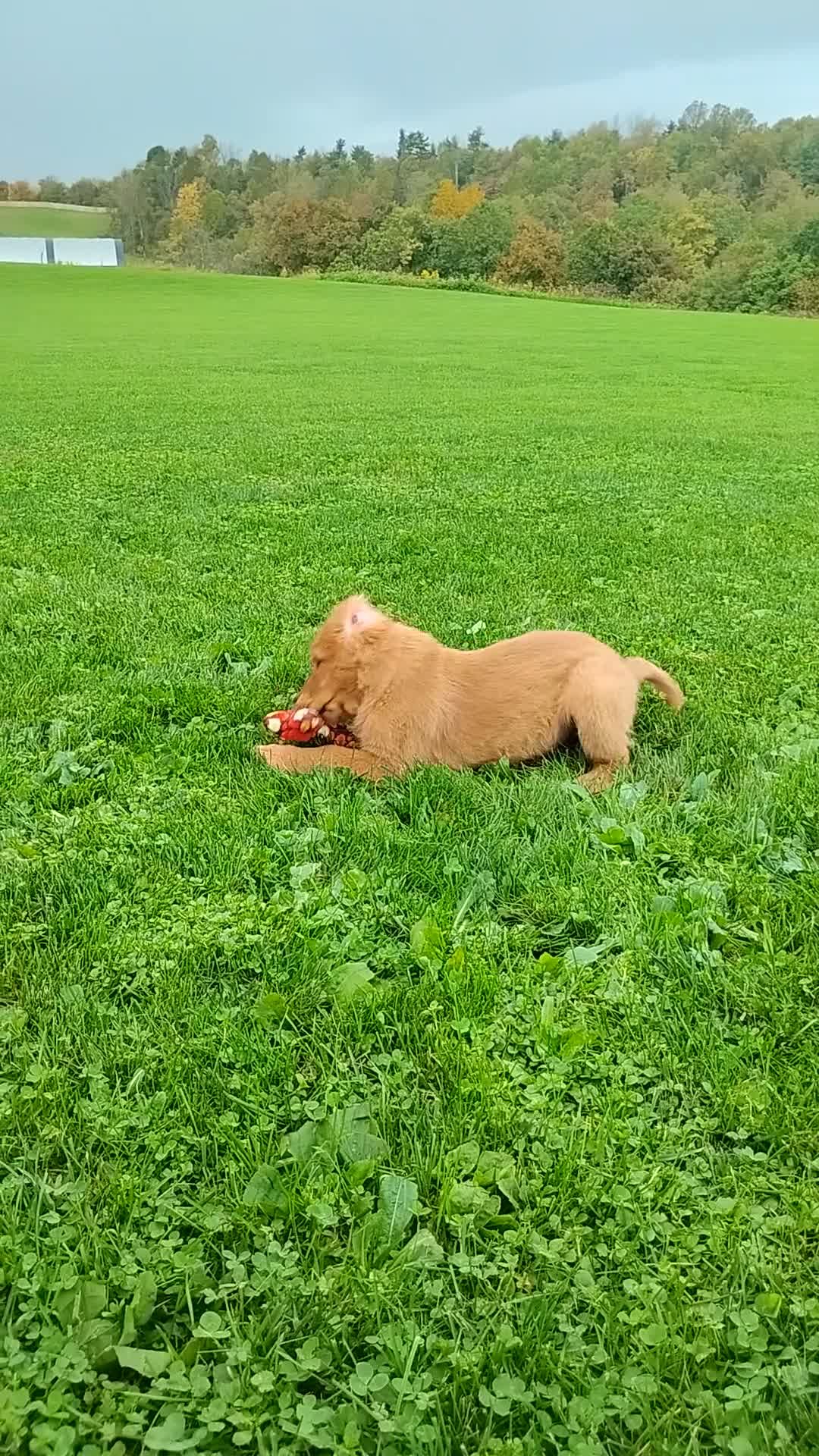 Golden Retriever dogs for sale: Copper - Video 1