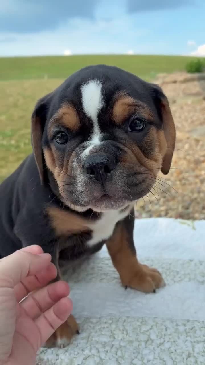 Beabull dogs for sale: Bentley - Video 1