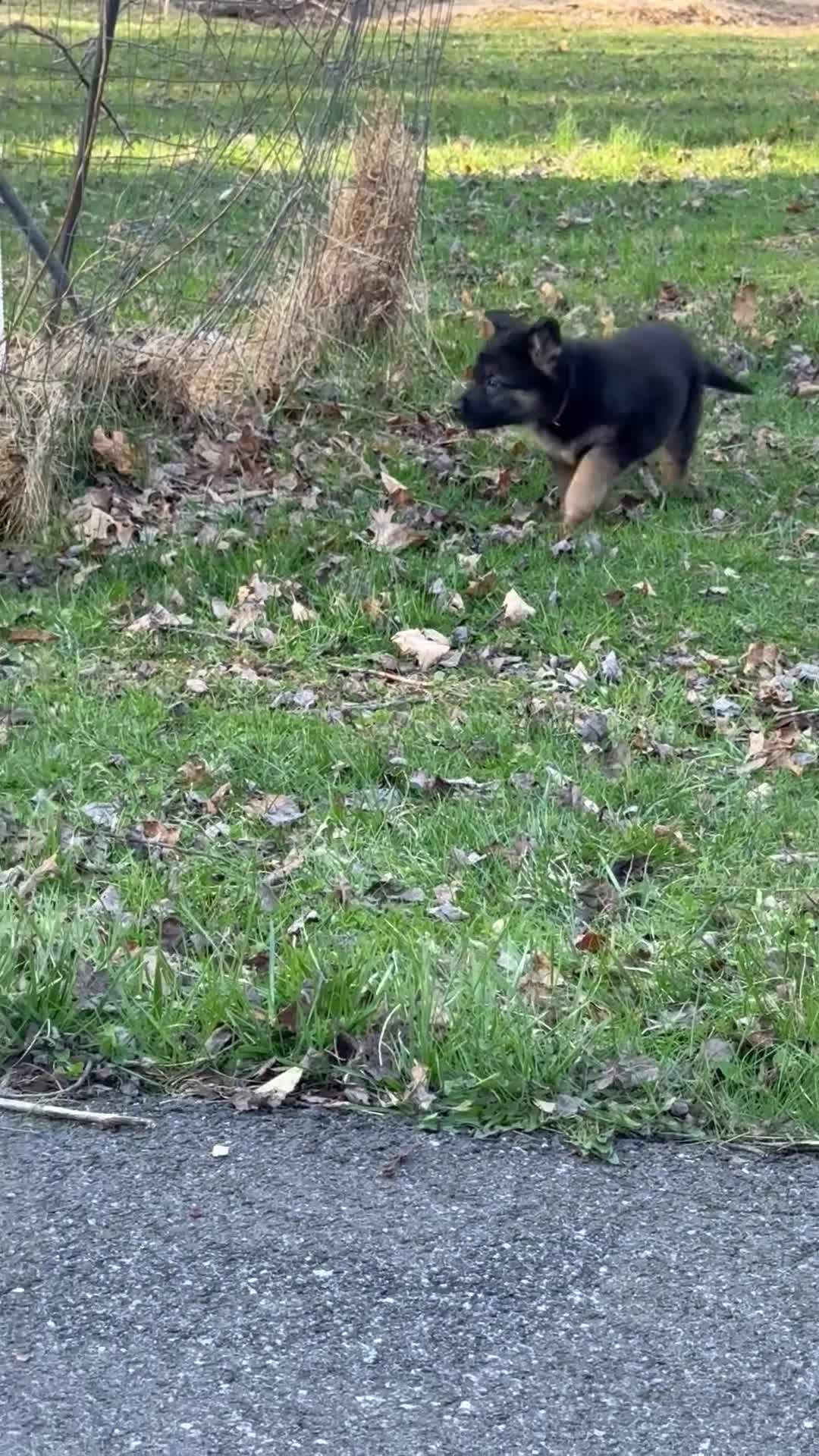 German Shepherd dogs for sale: TIO - Video 1