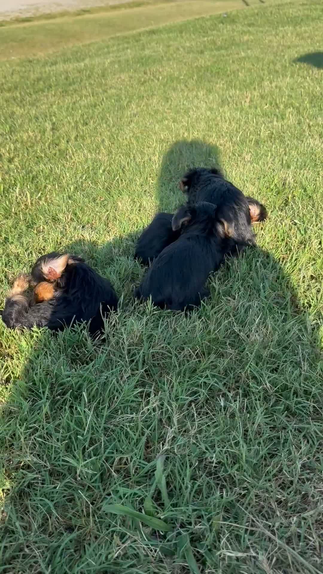 Yorkshire Terrier dogs for sale: Tiny patches  - Video 1