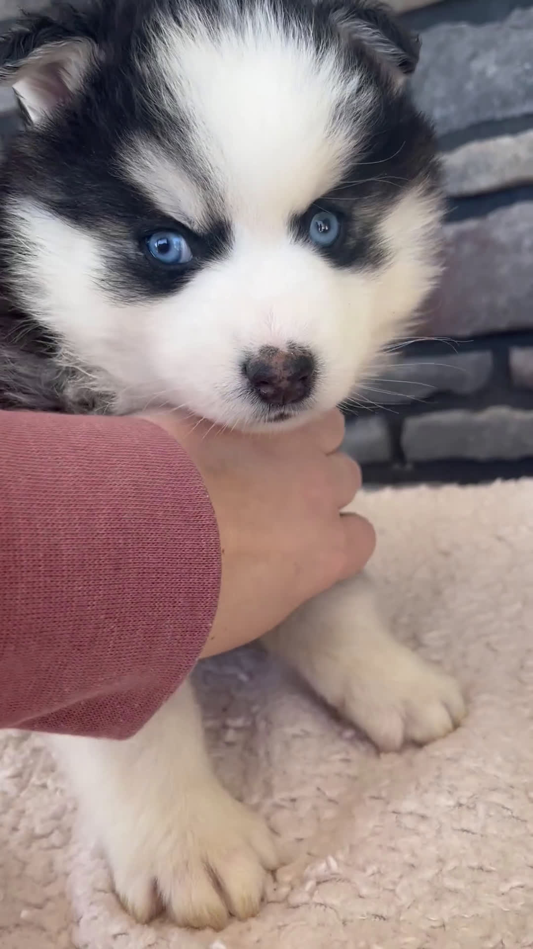 Pomsky dogs for sale: Remi - Video 1