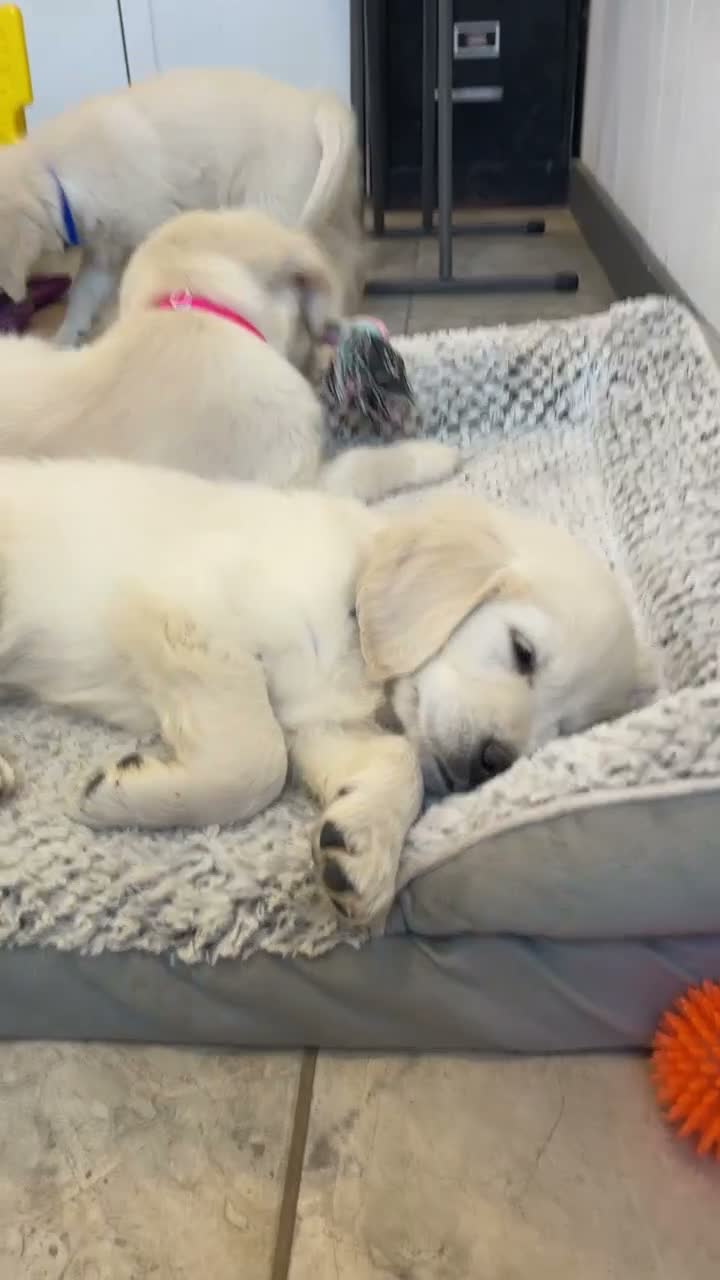 Golden Retriever dogs for sale: Marshmallow Cream - Video 2