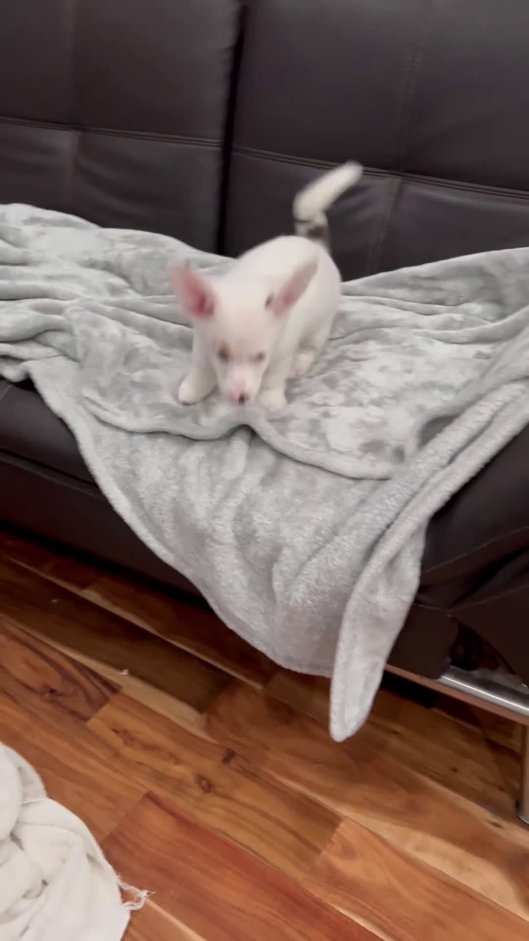 Welsh Corgi Pembroke dogs for sale: LittleBit - Video 1