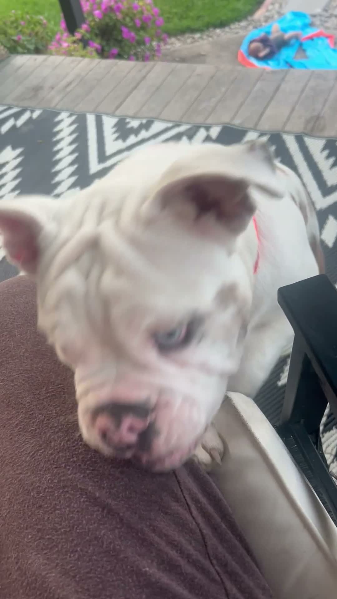 English Bulldog dogs for sale: English Bulldog 1 - Video 1