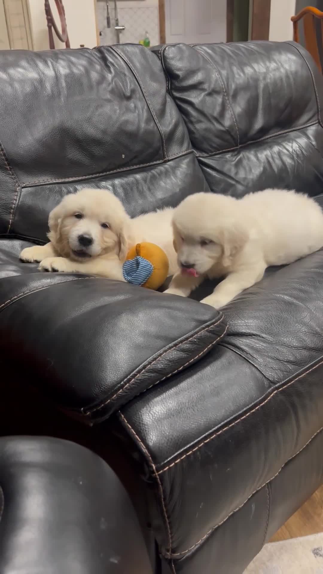 Golden Retriever dogs for sale: Golden Retriever 2 - Video 1