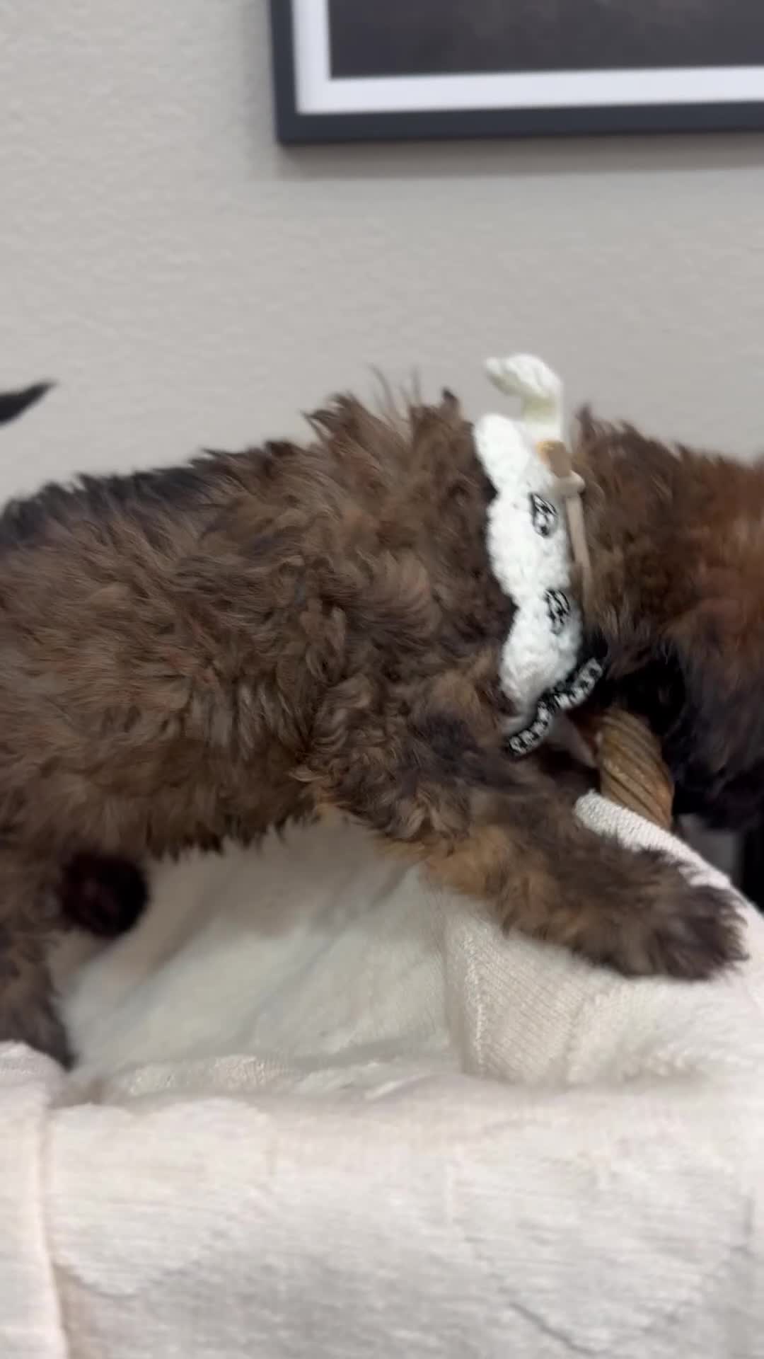 Mini Bernedoodle dogs for sale: Mini Bernedoodle Latte- White Collar - Video 1