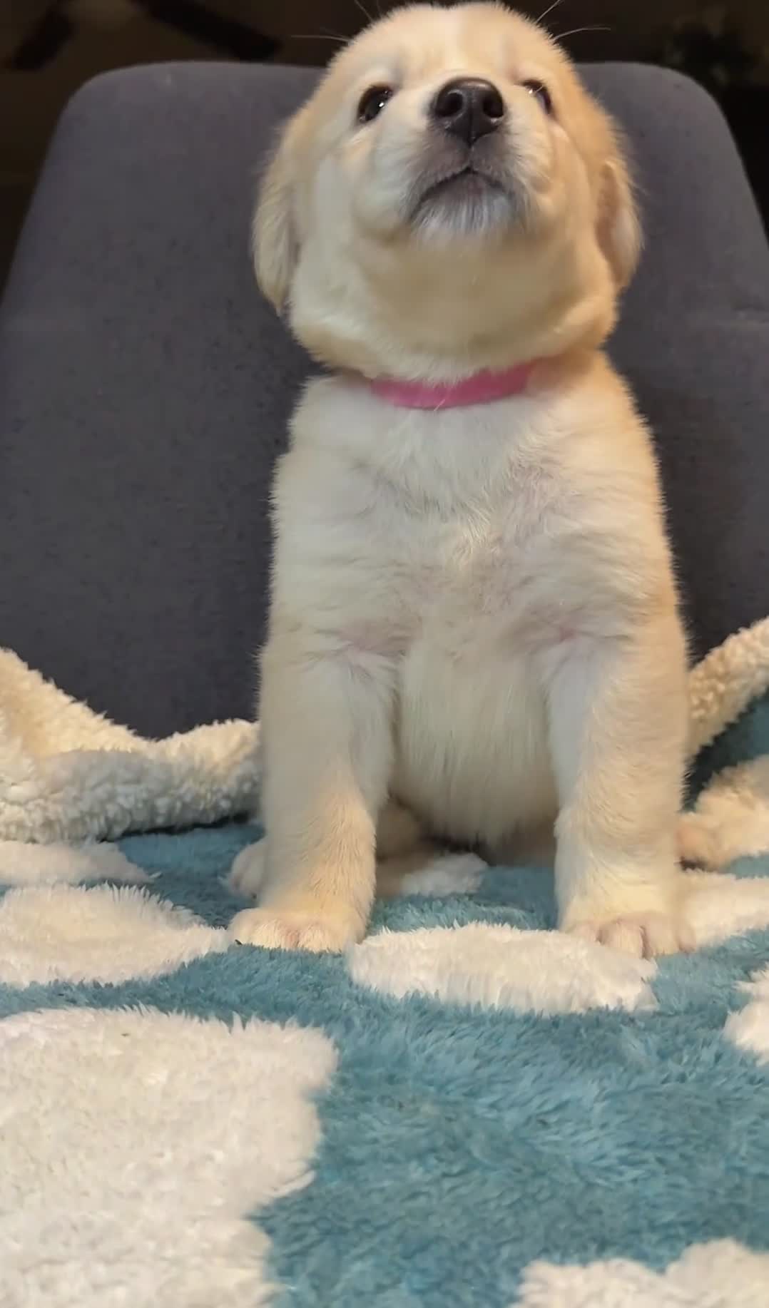 Goberian dogs for sale: Misty - Video 1