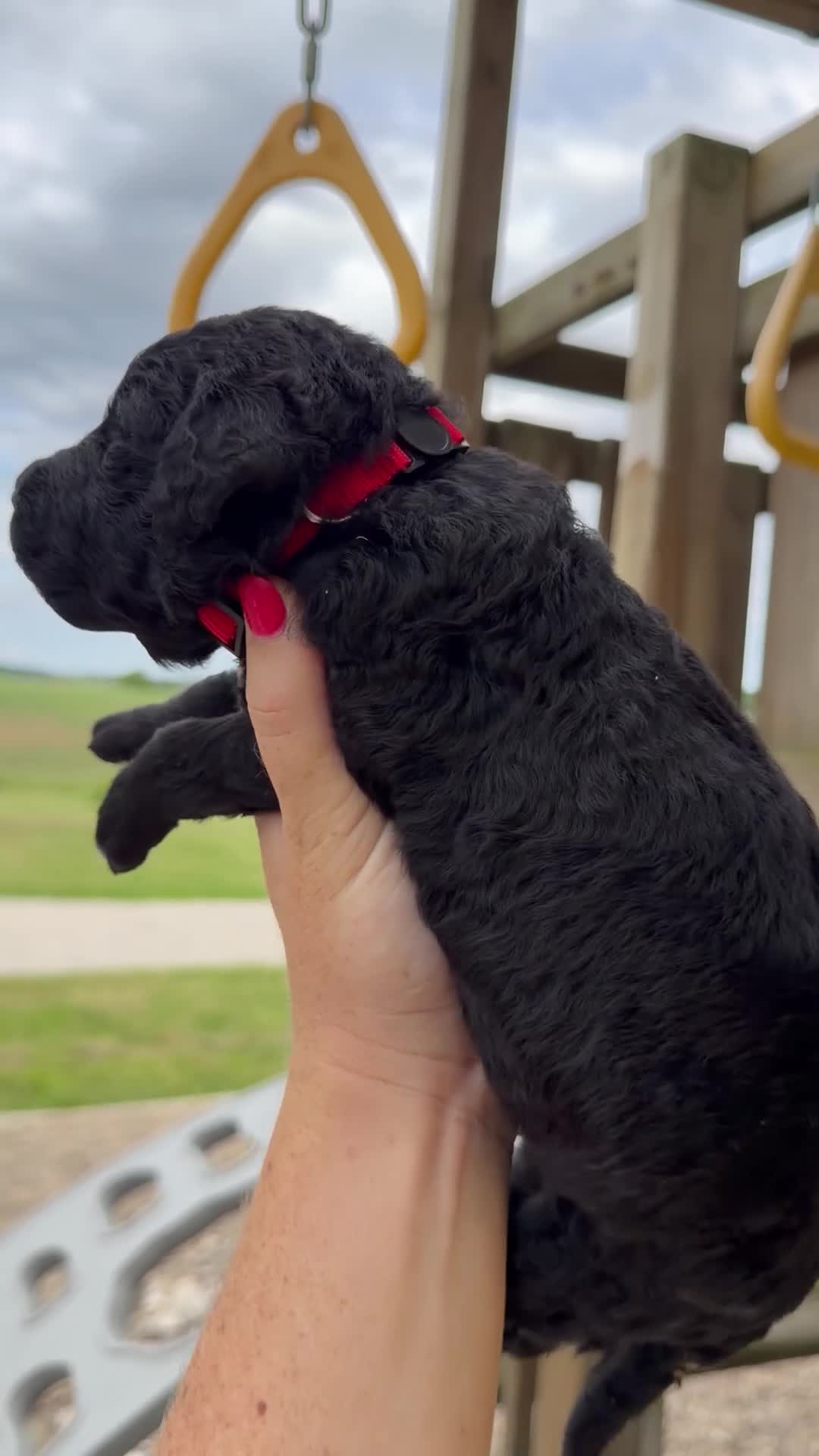 Goldendoodle dogs for sale: Malcom - F1b - Video 1