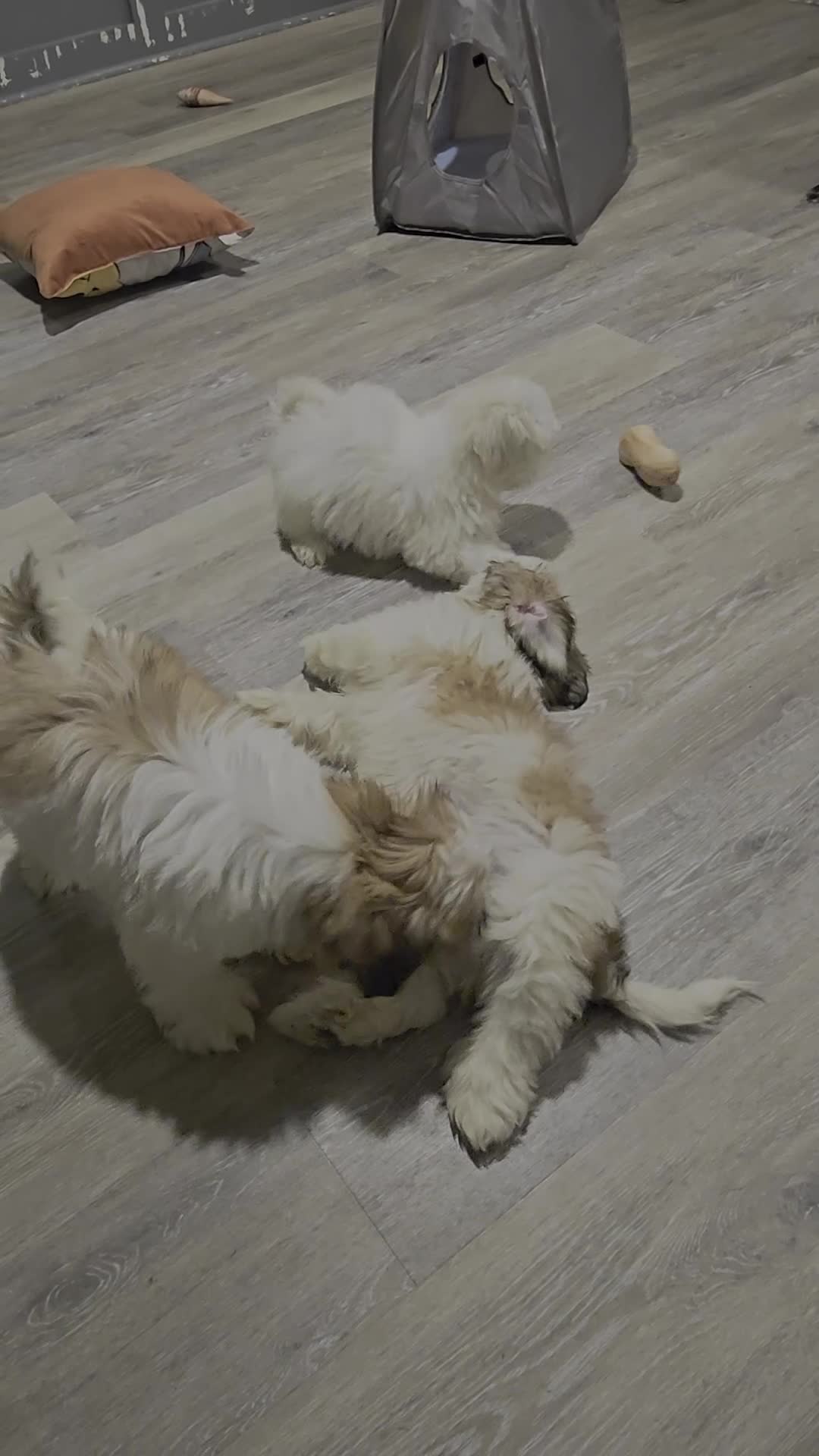 Shih Tzu dogs for sale: Shih Tzu 3 - Video 3