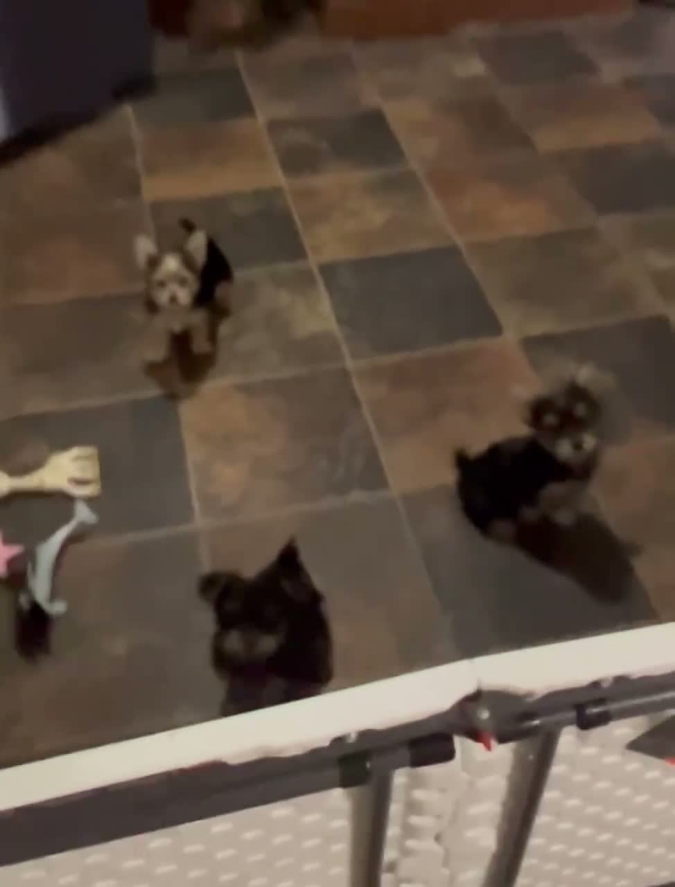 Morkie dogs for sale: Angel - small ! Tiny toy 🧸  - Video 1