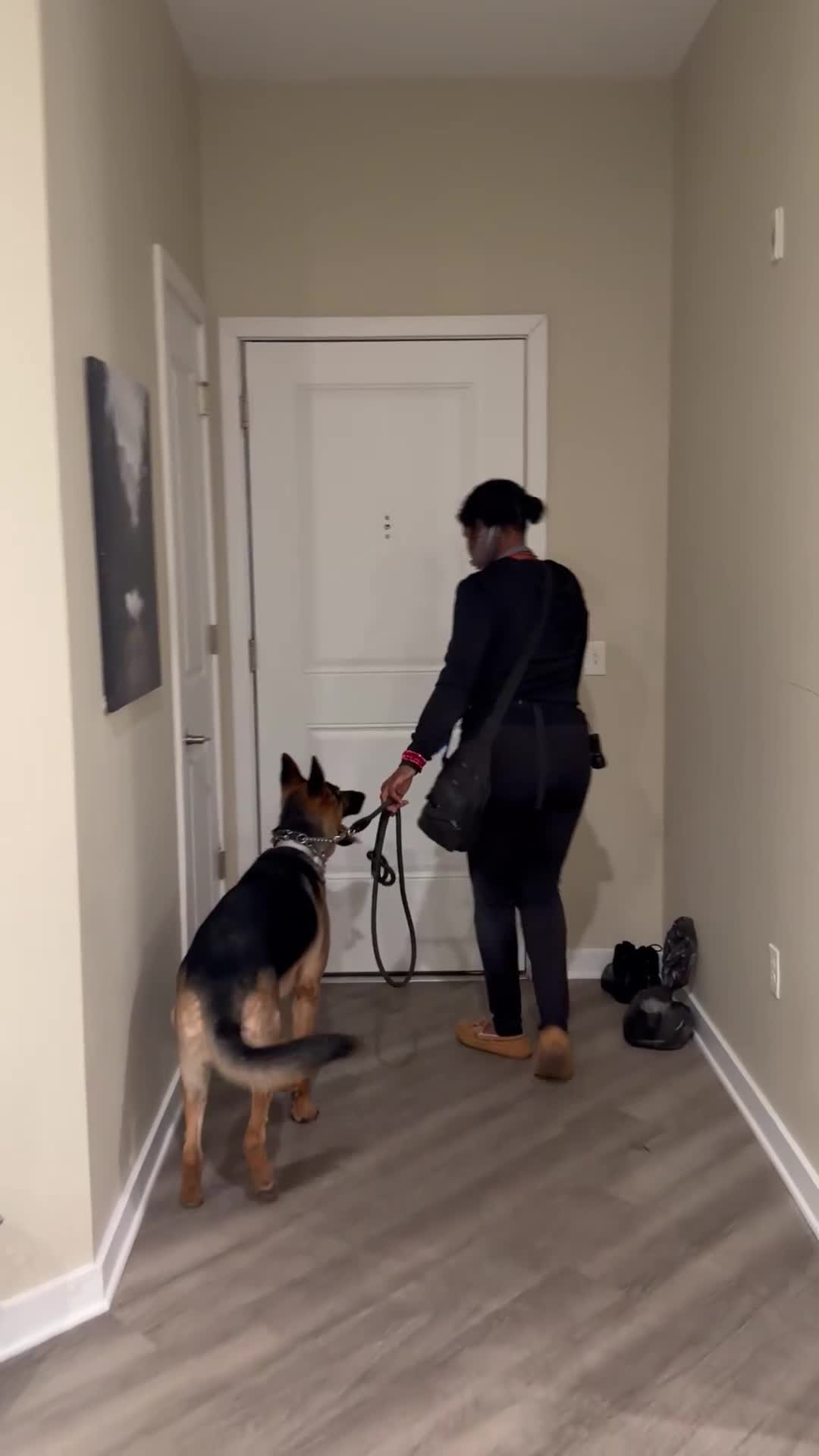 German Shepherd dogs for sale: Elvis - Video 3