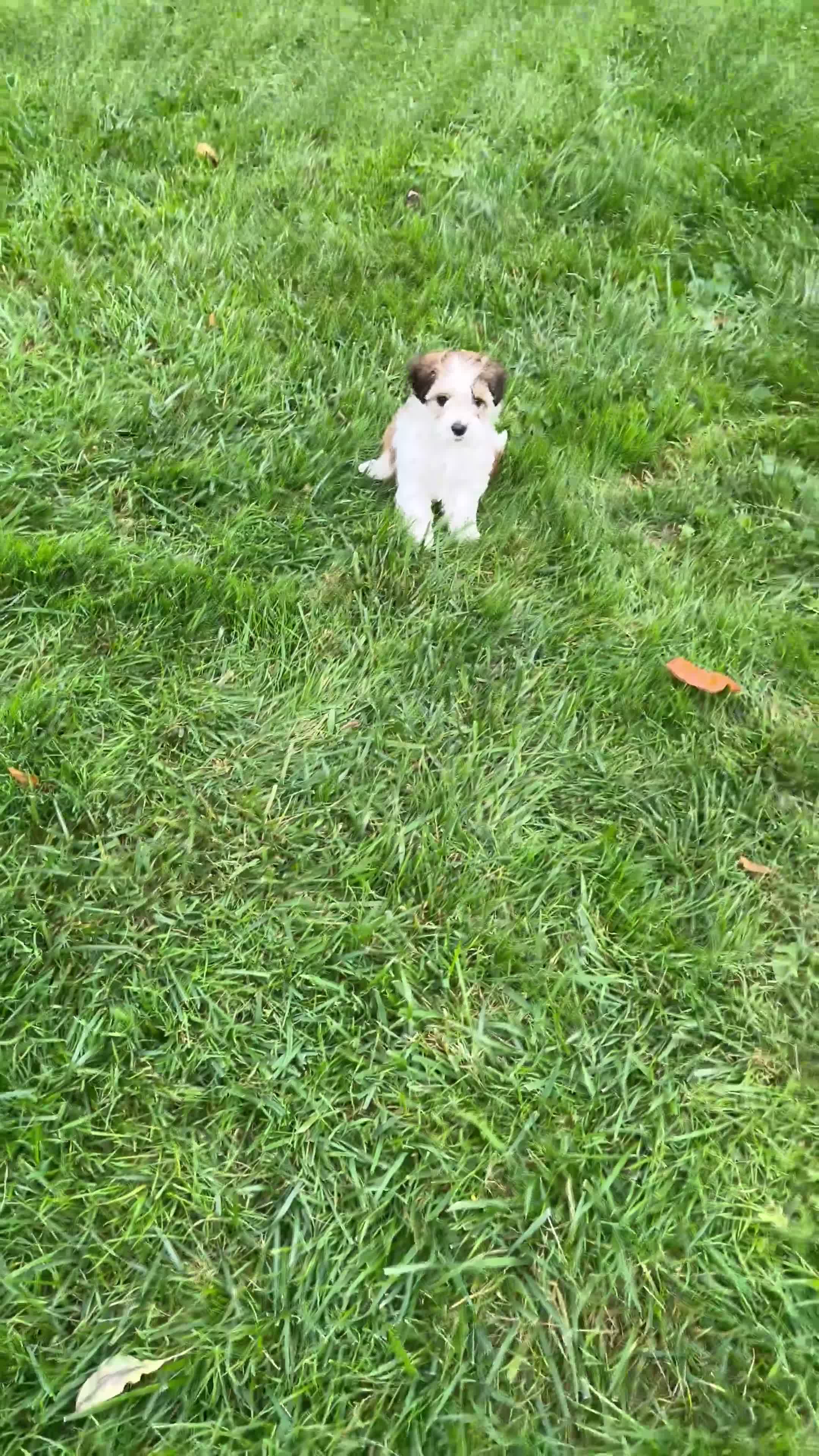 Havapoo dogs for sale: Leo - Video 1
