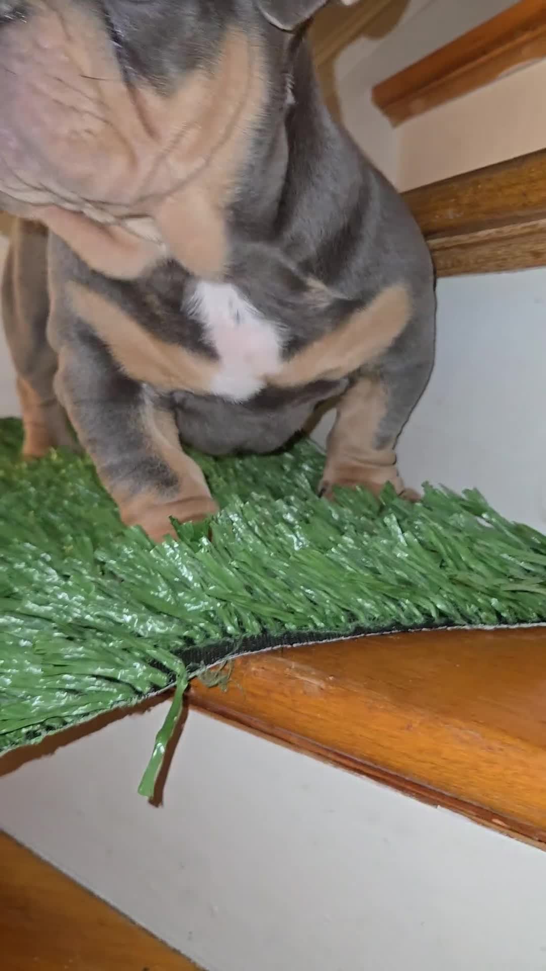 English Bulldog dogs for sale: English Bulldog Puppy 1 - Video 3