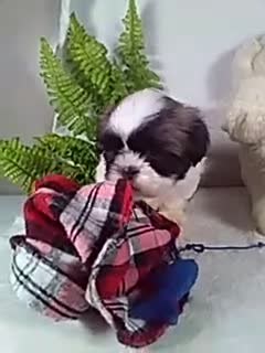 Shih Tzu dogs for sale: Asher  - Video 1