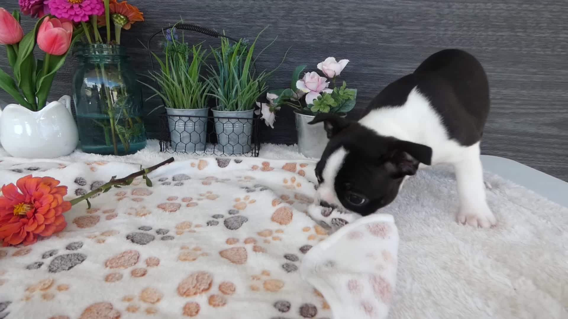 Boston Terrier dogs for sale: Boston Terrier 3 Stacy - Video 1
