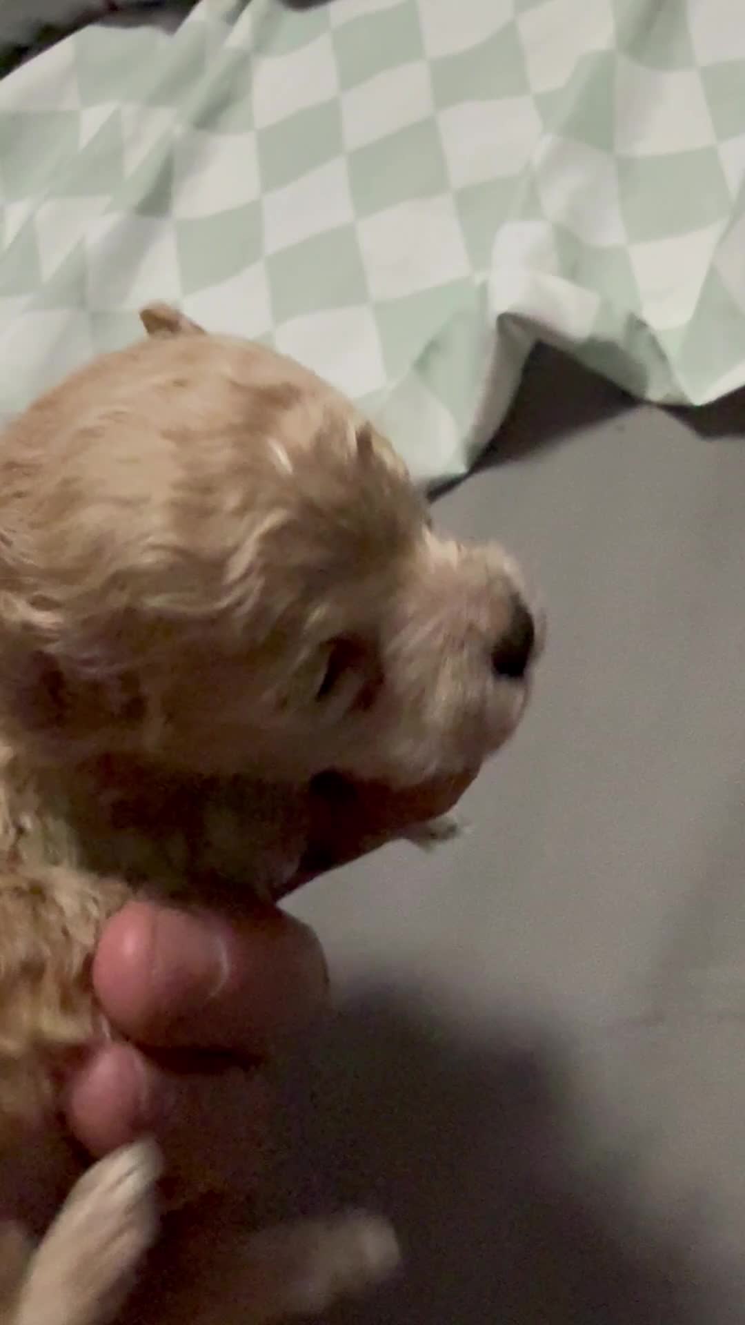 Toy Poodle dogs for sale: Teacup Toby Boy  - Video 1
