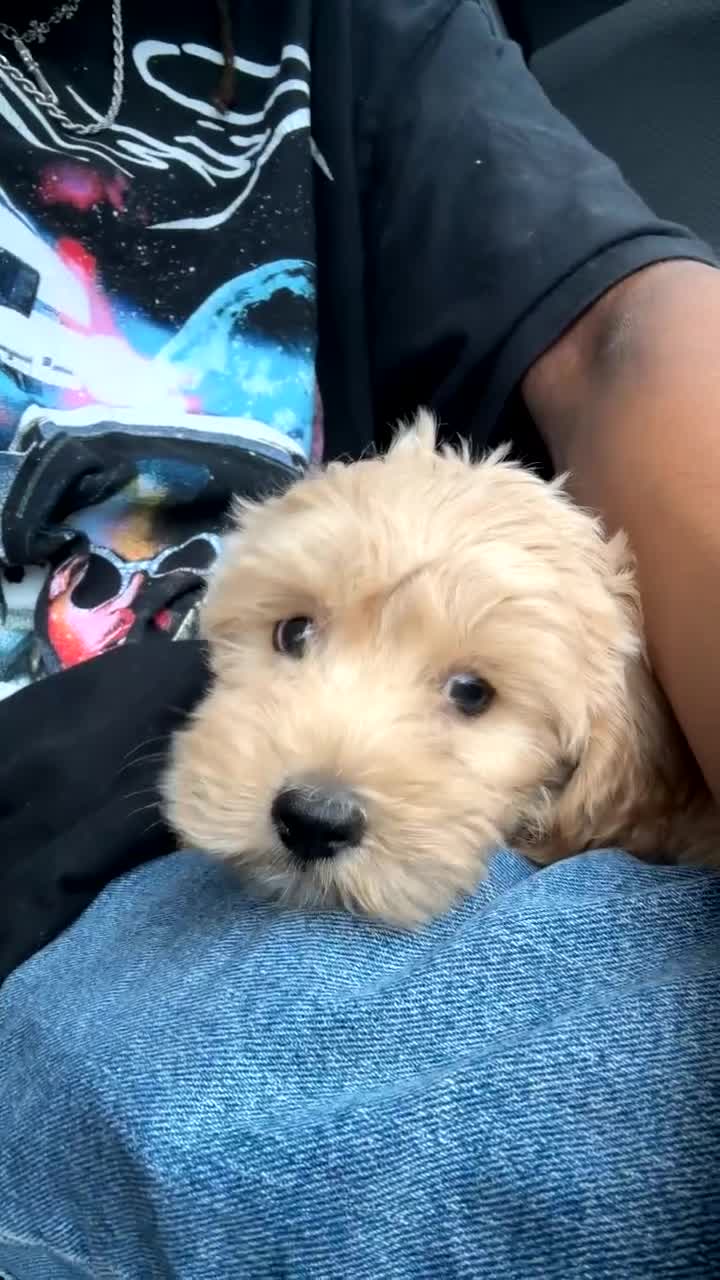 Mixed Breed dogs for sale: Doodle 2 - Video 1