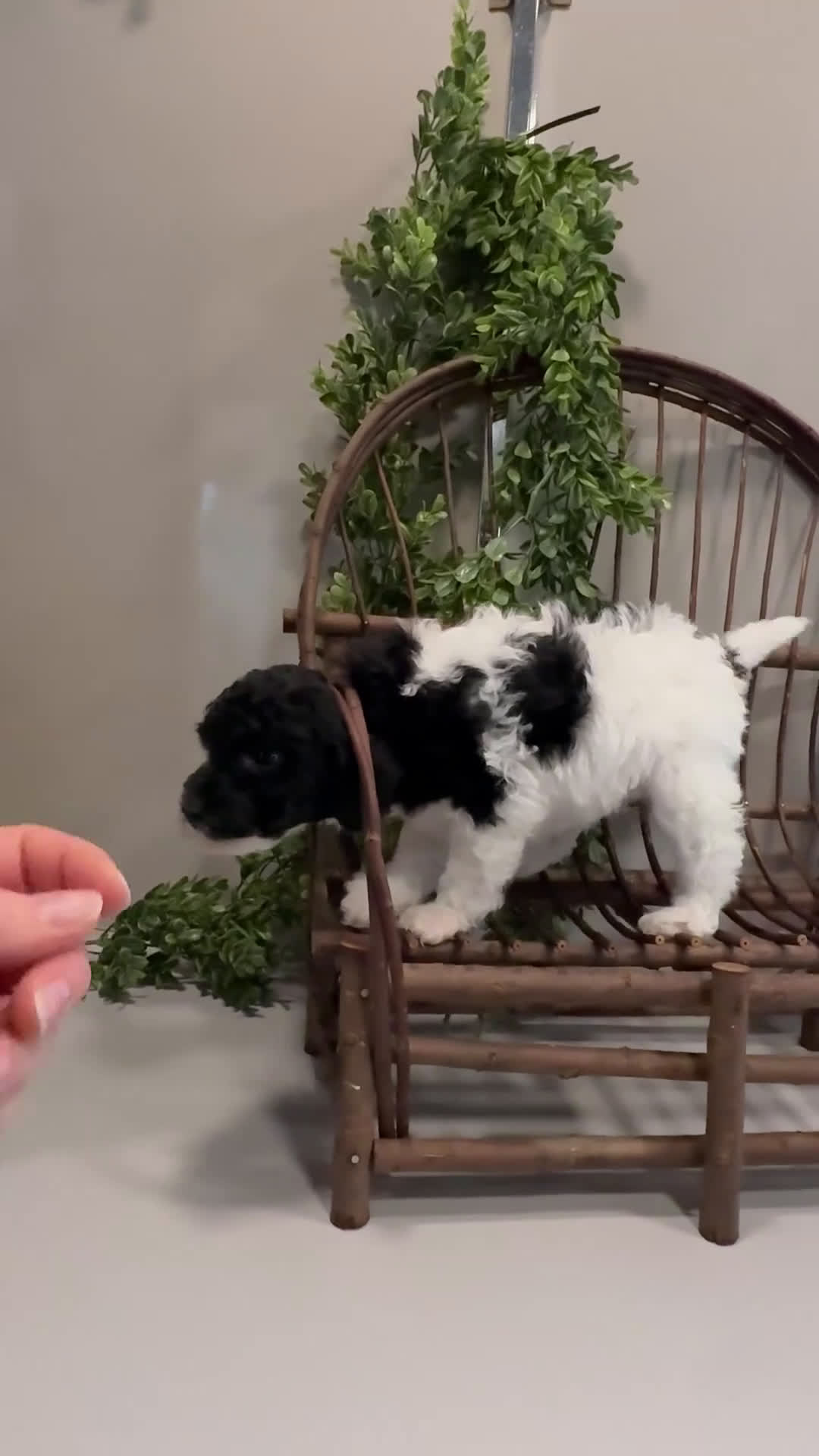 Mini Goldendoodle dogs for sale: Onna - Video 1