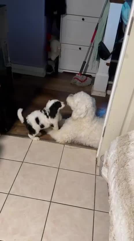Mixed Breed dogs for sale: Osita/Little Bear - Video 1