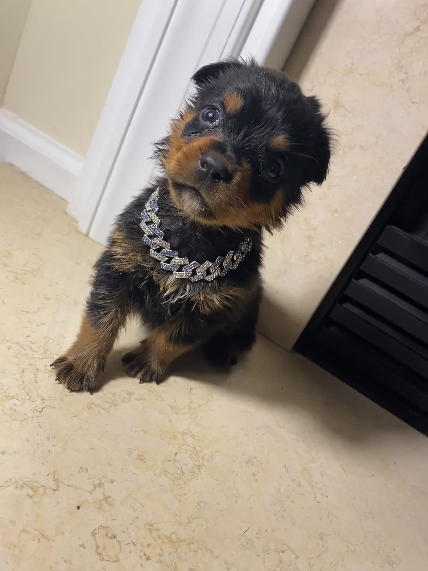 Rottweiler dogs for sale: Rottweiler 1 - Video 1