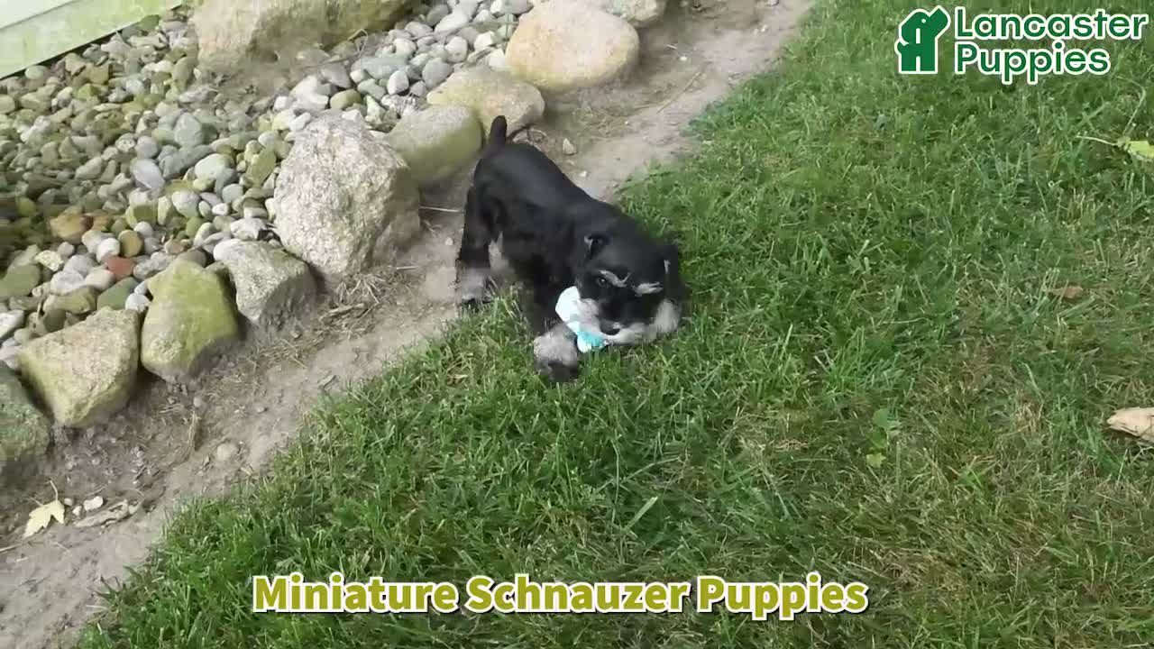 Schnauzer dogs for sale: Taylor - Video 1