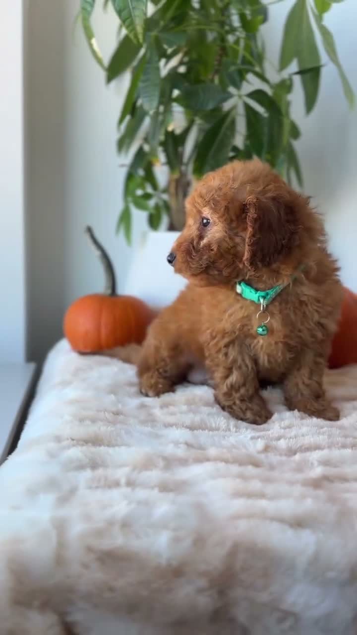 Mini Goldendoodle dogs for sale: Prada - Video 1