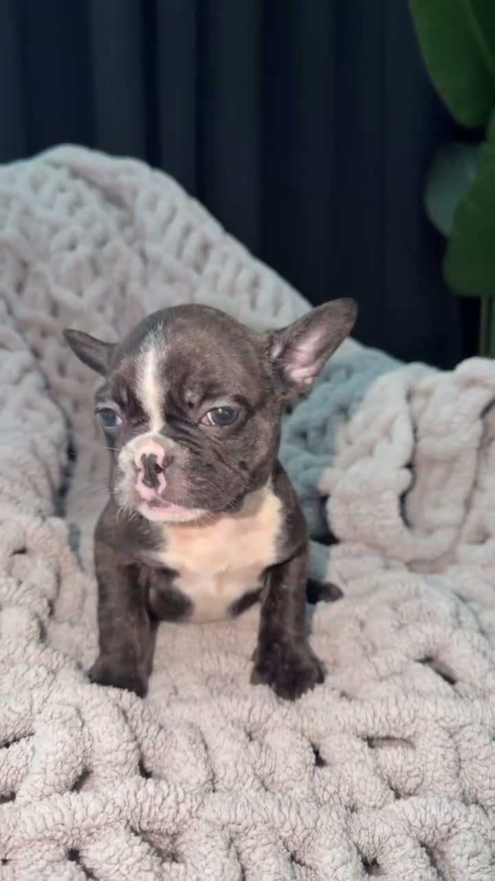 French Bulldog dogs for sale: Sky 🌌🐾 - Video 1
