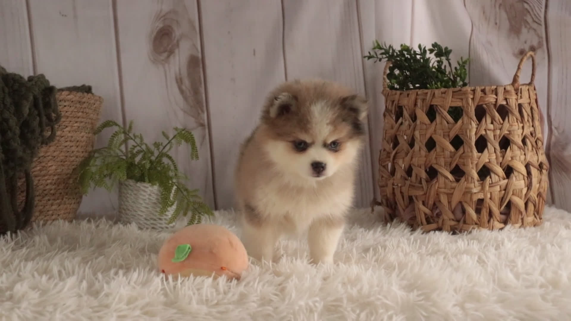 Pomsky dogs for sale: Sebastian - Video 1