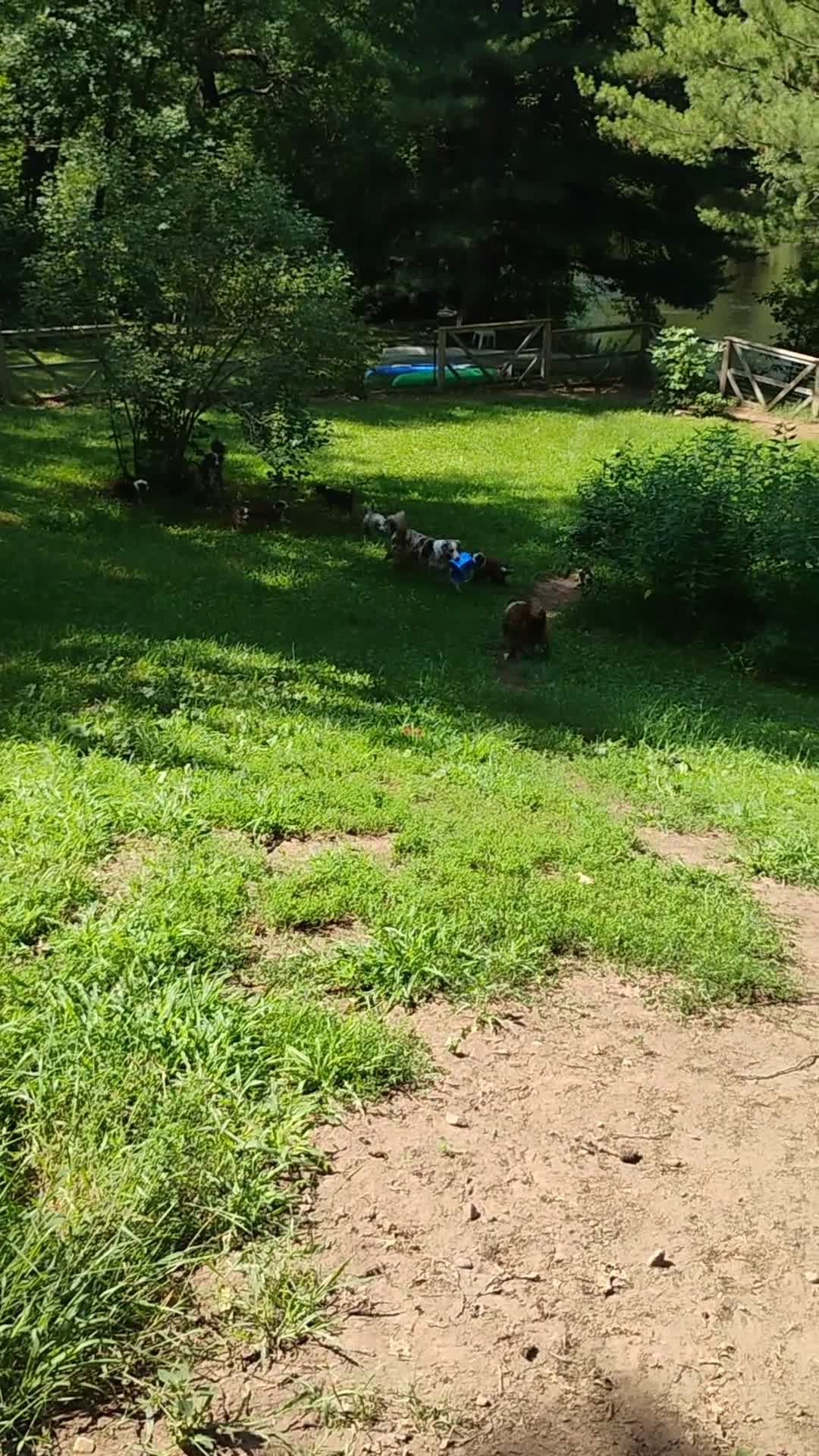 Australian Shepherd dogs for sale: Cliff - Video 1