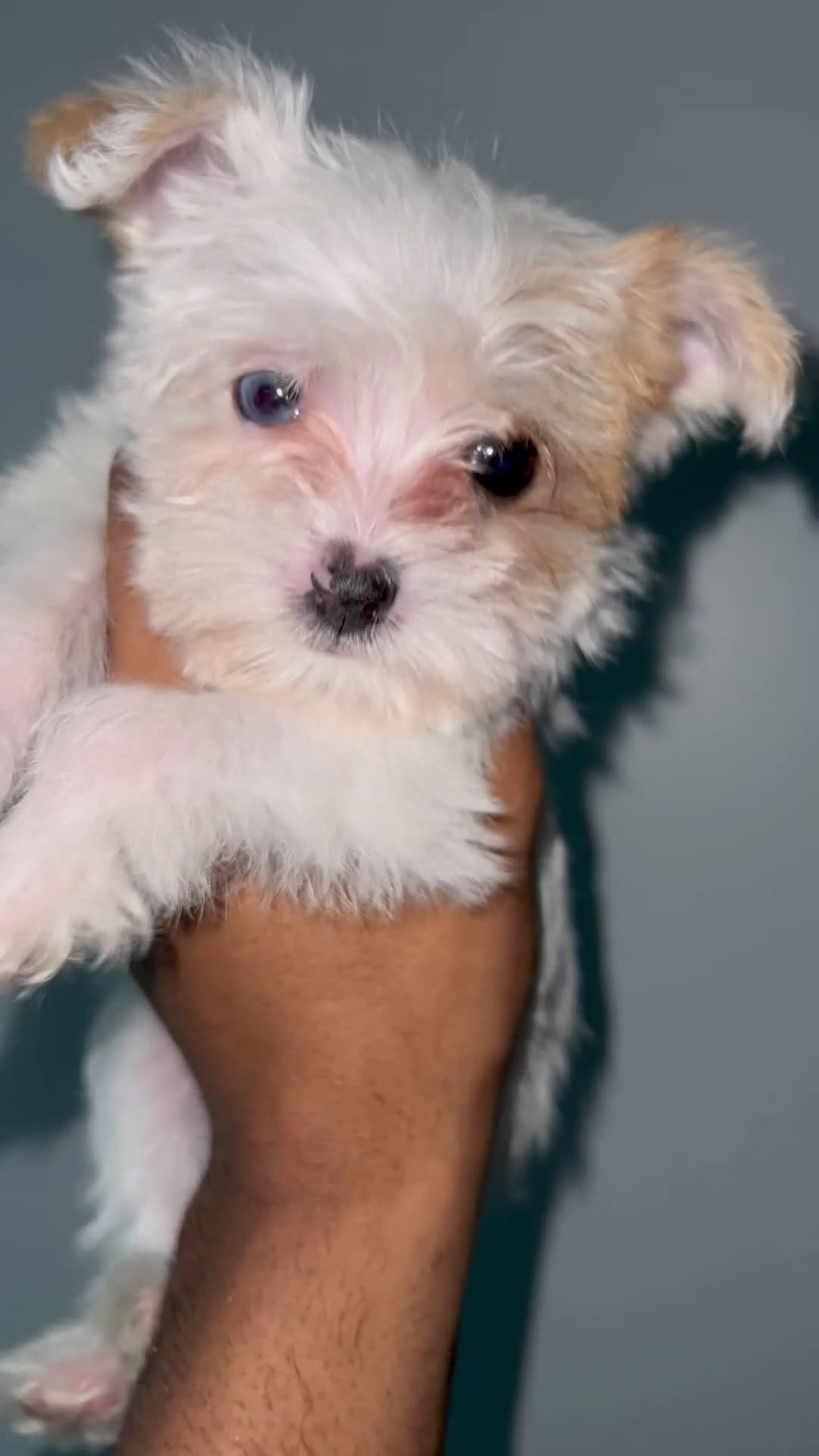 Yorkshire Terrier dogs for sale: Celine - Video 1