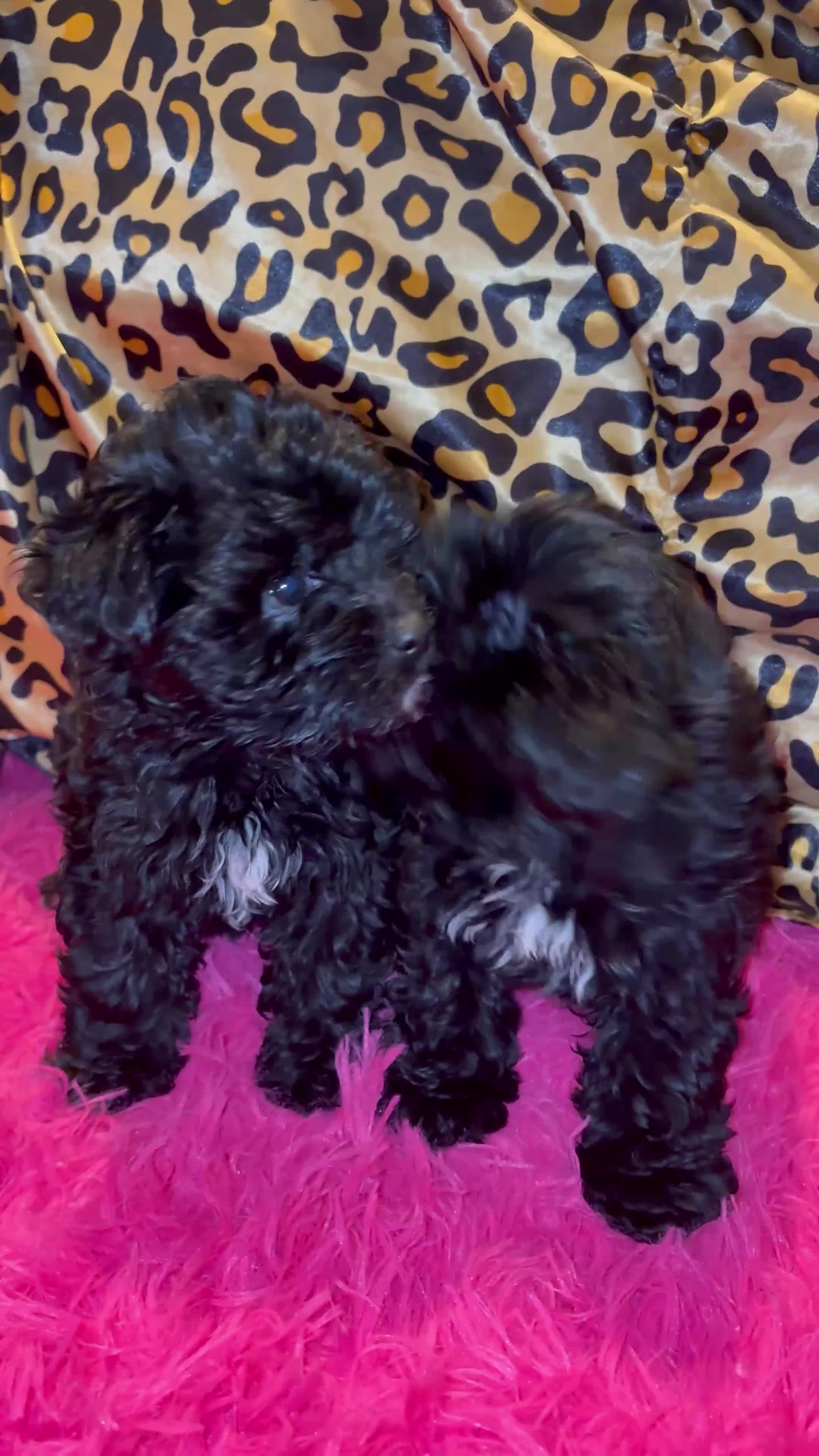 Maltipoo dogs for sale: Mango 🥭  - Video 1