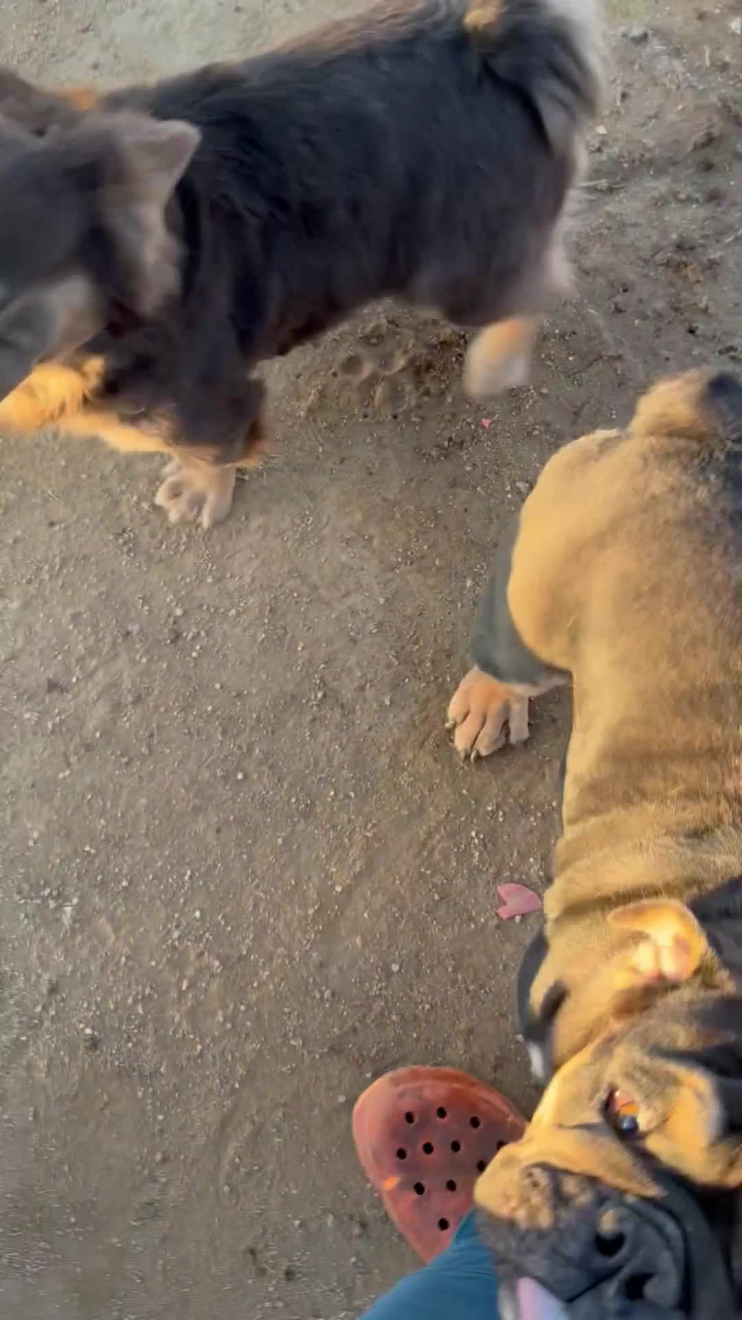 English Bulldog dogs for sale: KINGSTON – Black Tan Tri Loverboy in LA, CA - Video 2