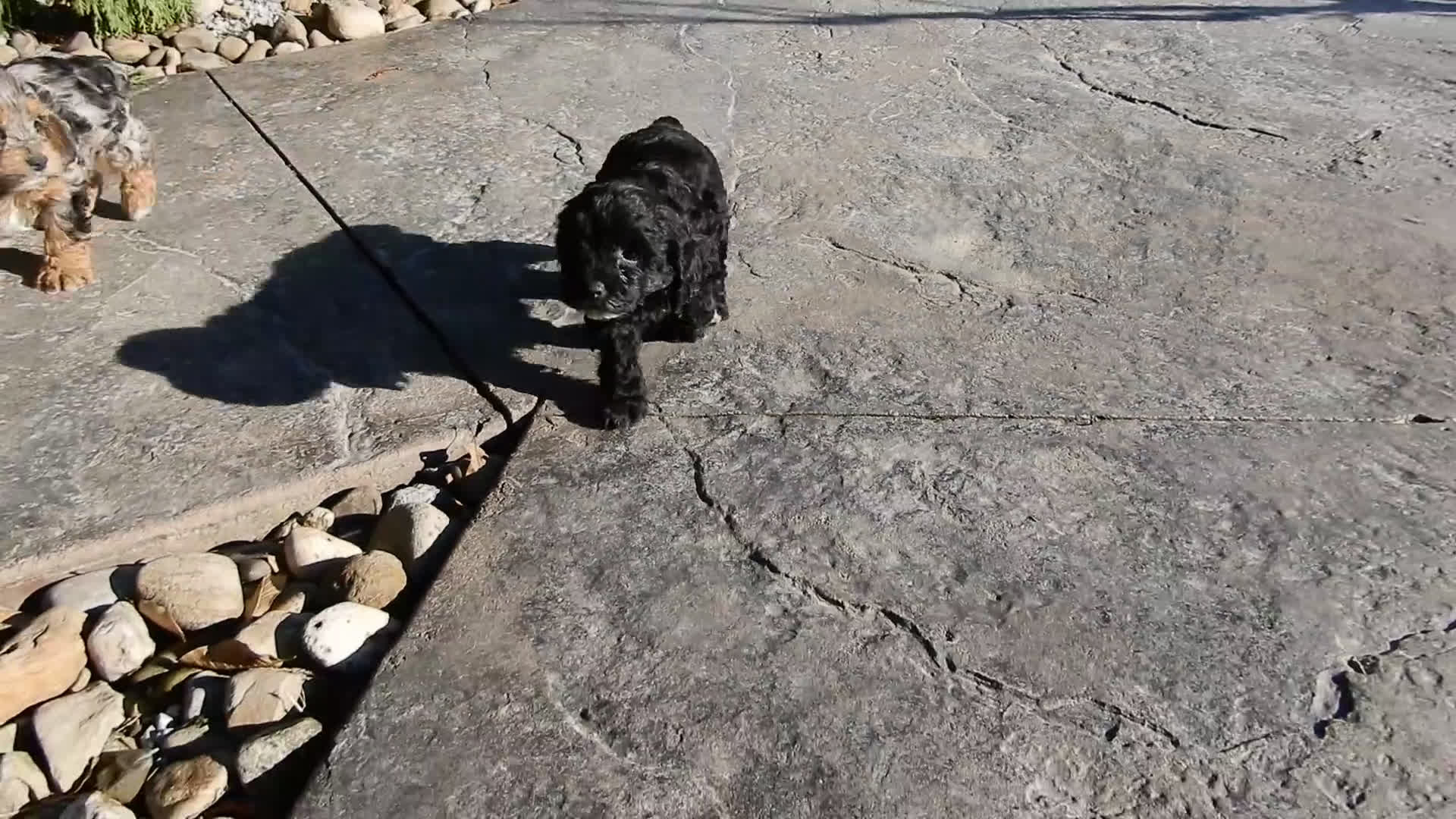 Cockapoo dogs for sale: Skye - Video 1