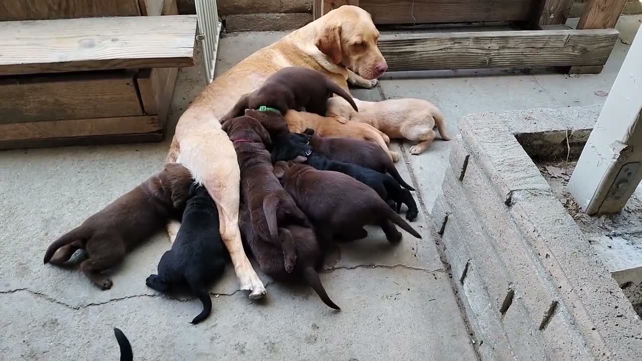Labrador Retriever dogs for sale: Stella - Video 1