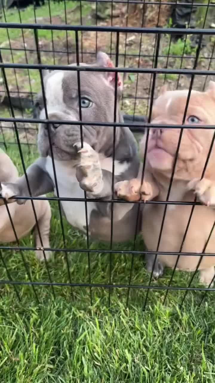 American Bully dogs for sale: American Bully Puppy 1 - Video 1