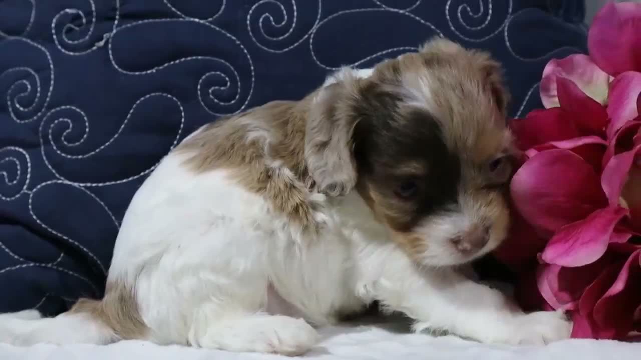 Cavapoo dogs for sale: Eclipse  - Video 1