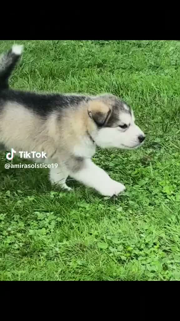 Alaskan Malamute dogs for sale: Mopple - Video 1