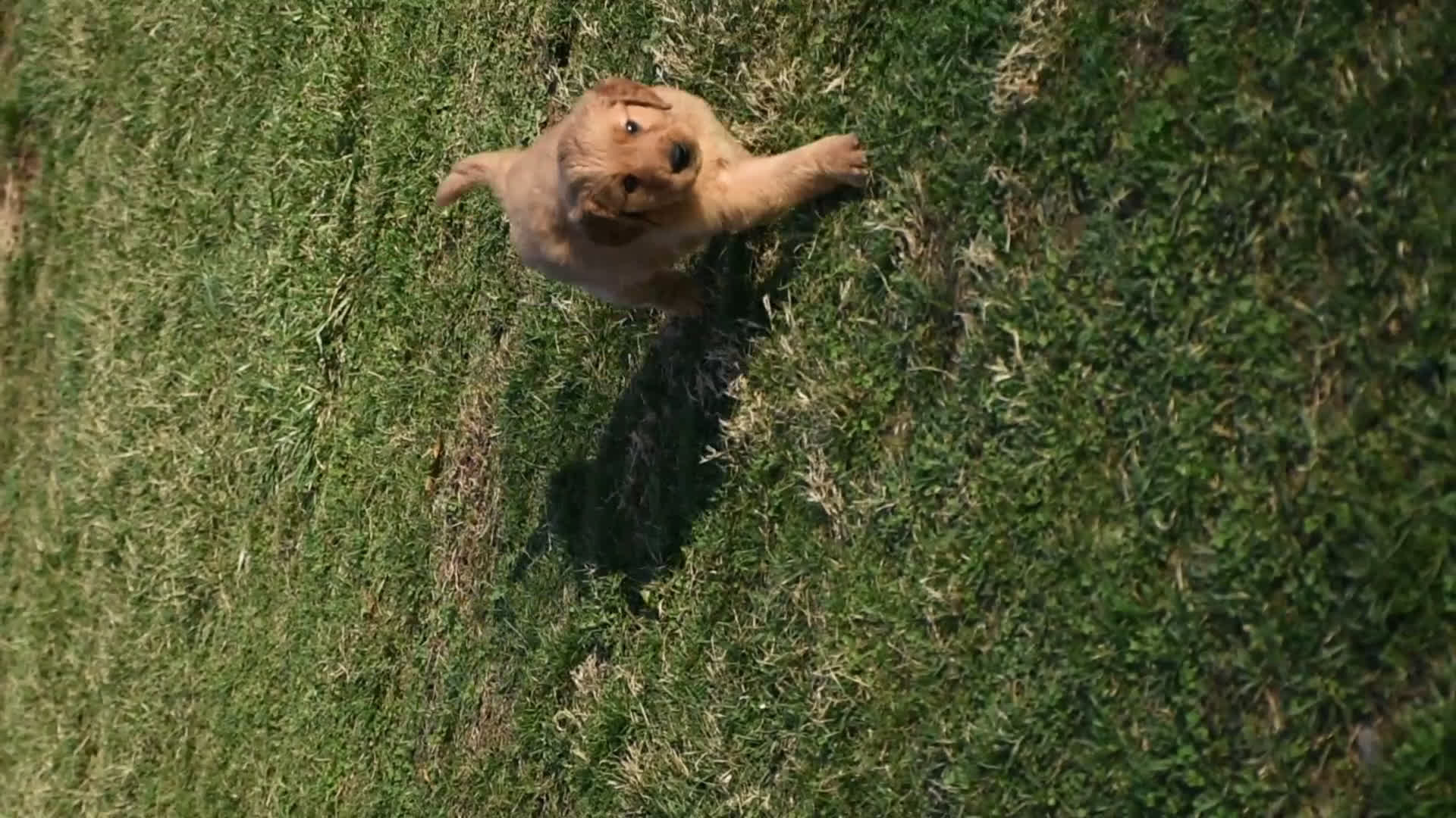 Golden Retriever dogs for sale: Bingo    Genetic/OFA - Video 1