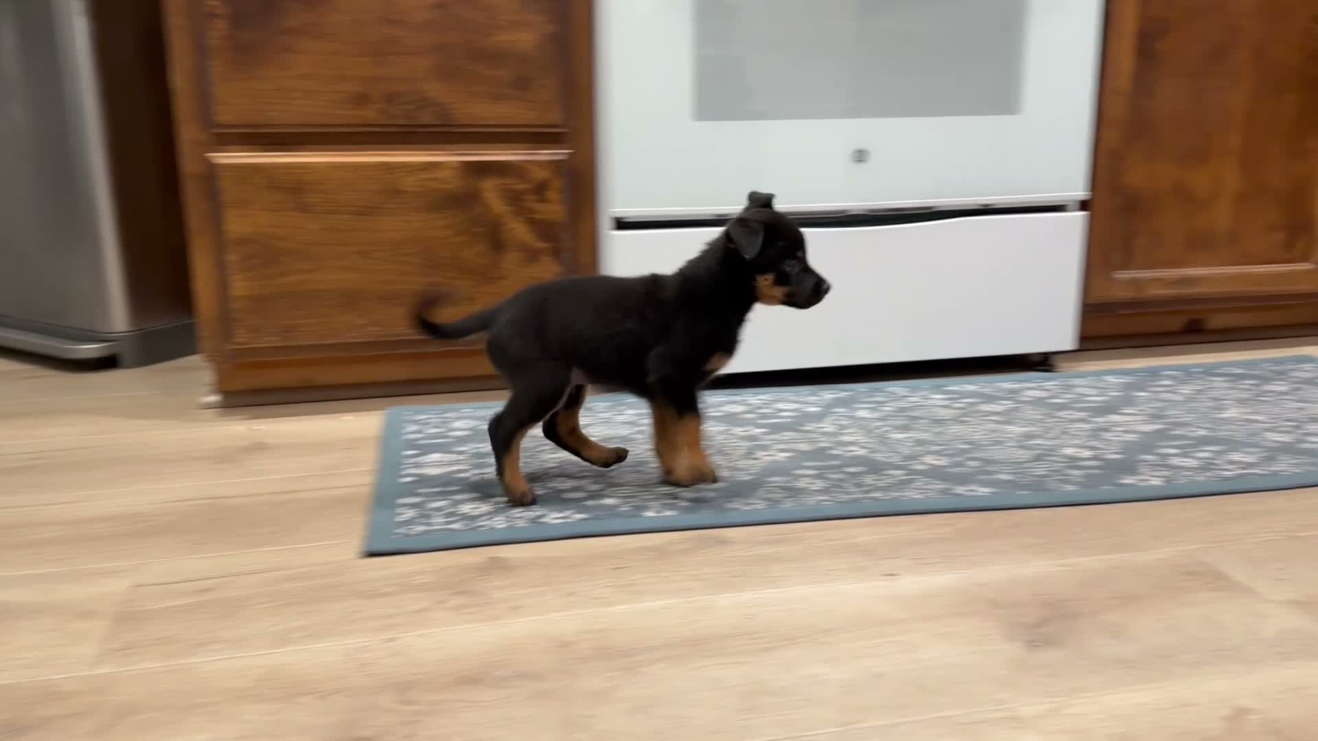 Mixed Breed dogs for sale: boy 5 Mr. Bean - Video 1