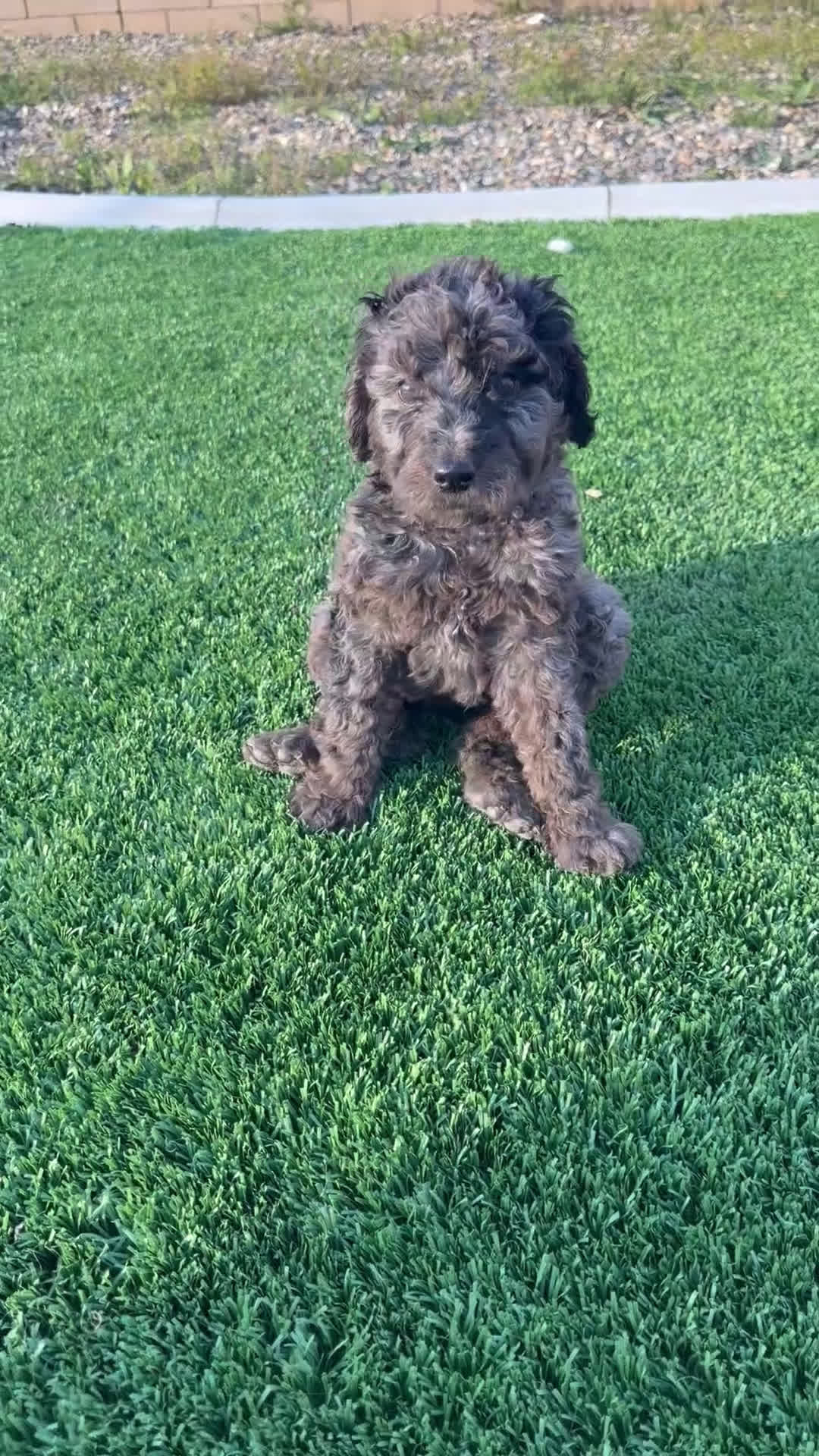 Goldendoodle dogs for sale: Goldendoodle Puppy 2 - Video 1