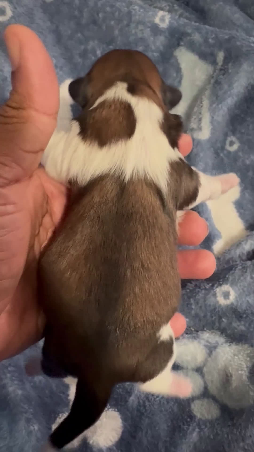 Shih Tzu dogs for sale: JAX - Video 1