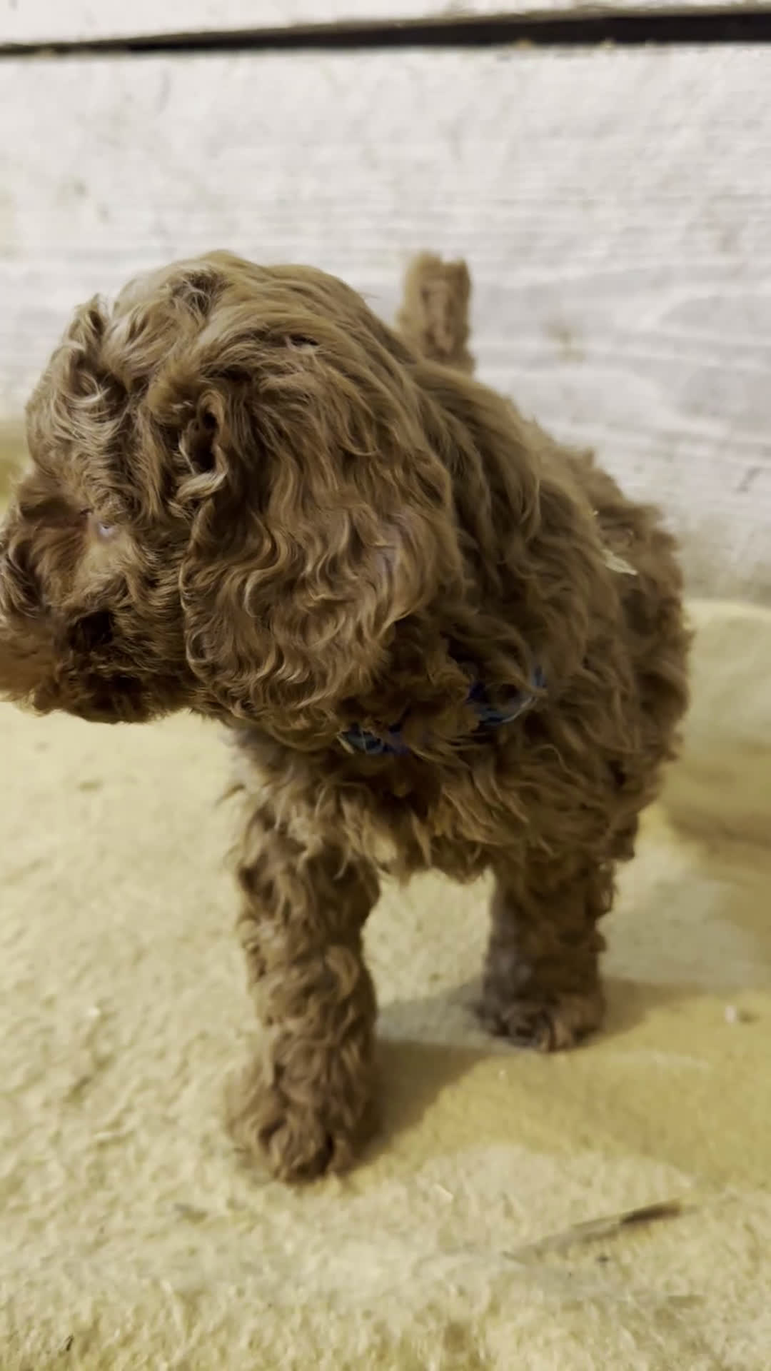 Miniature Poodle dogs for sale: Blaze- AKC GENETICALLY TESTED PARENTS - Video 4
