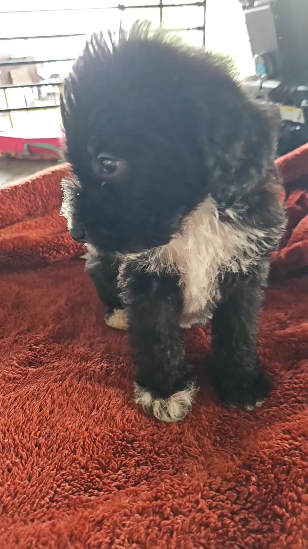 Labradoodle dogs for sale: Charles  - Video 1