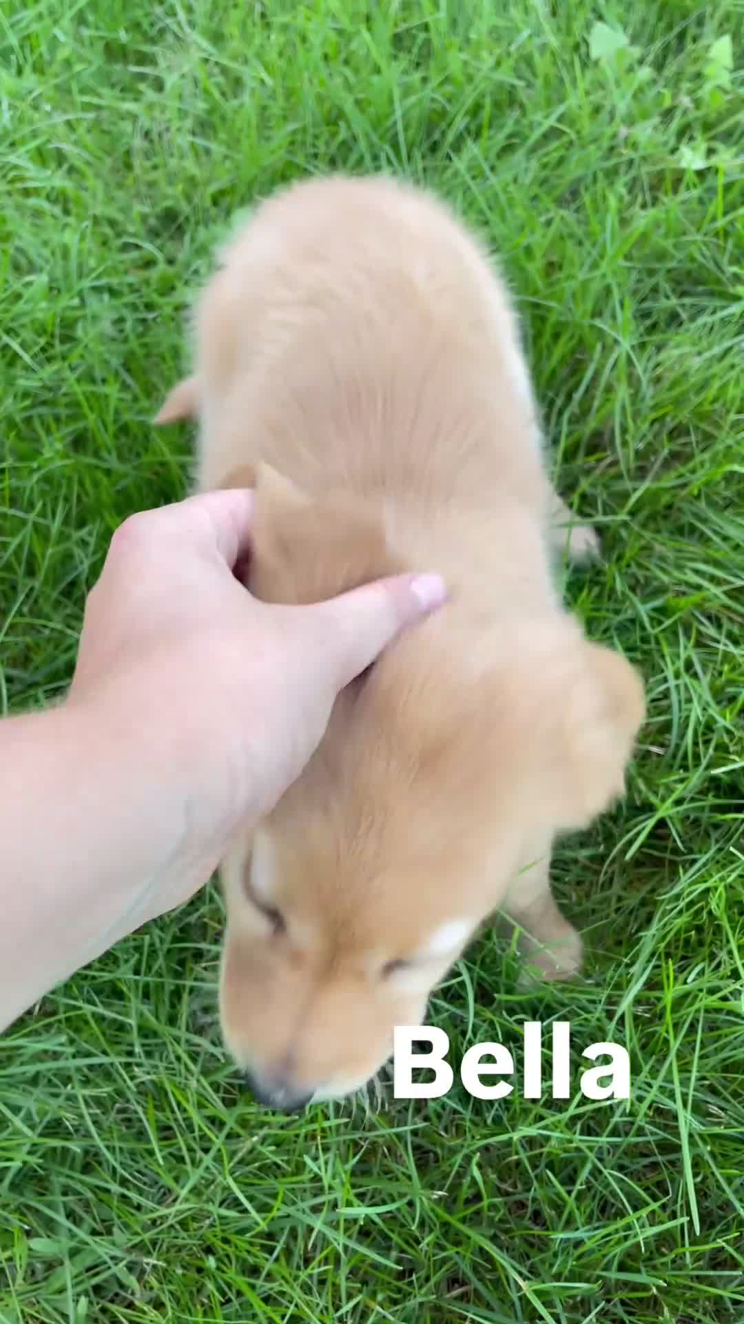 Golden Retriever dogs for sale: Bella  - Video 1