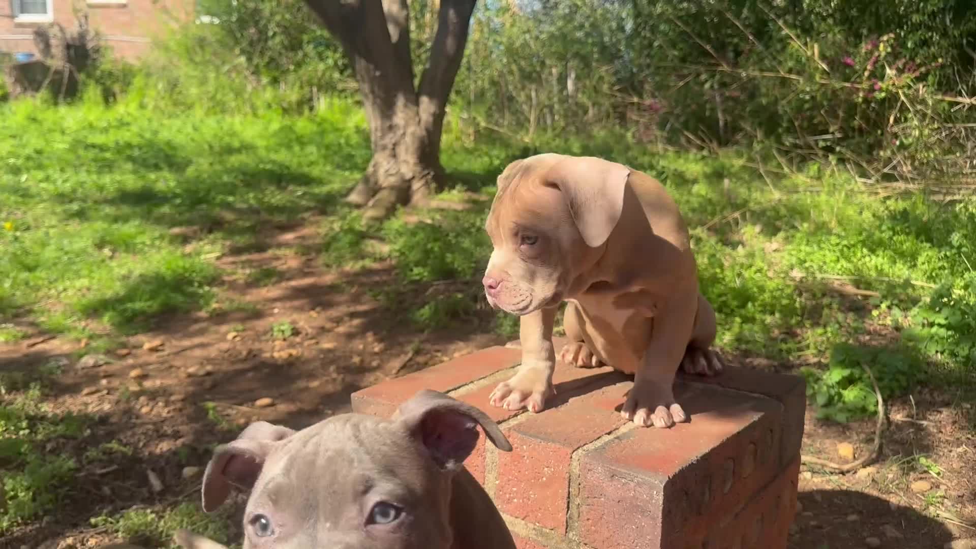 American Bully dogs for sale: Joker - Video 1