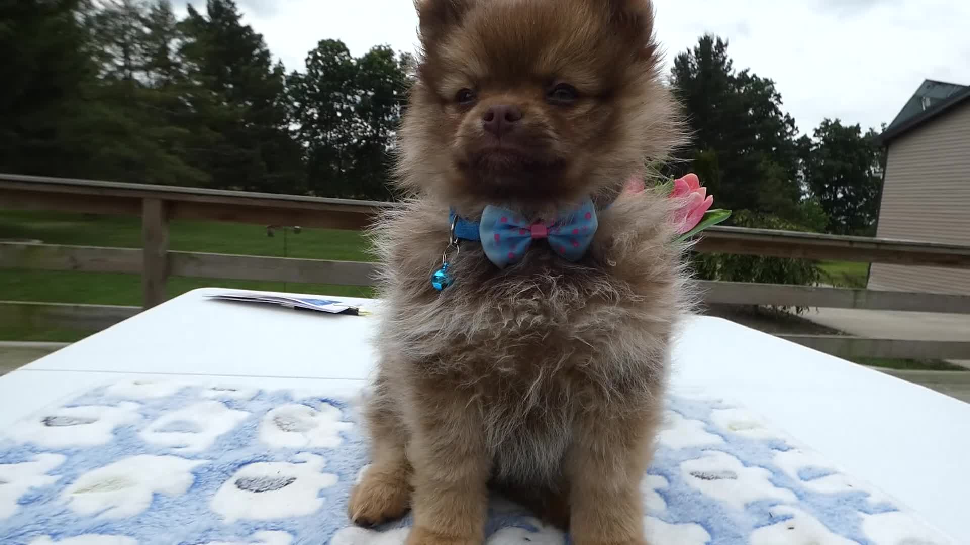 Pomeranian dogs for sale: Pomeranian Puppy 4 Lilah - Video 1