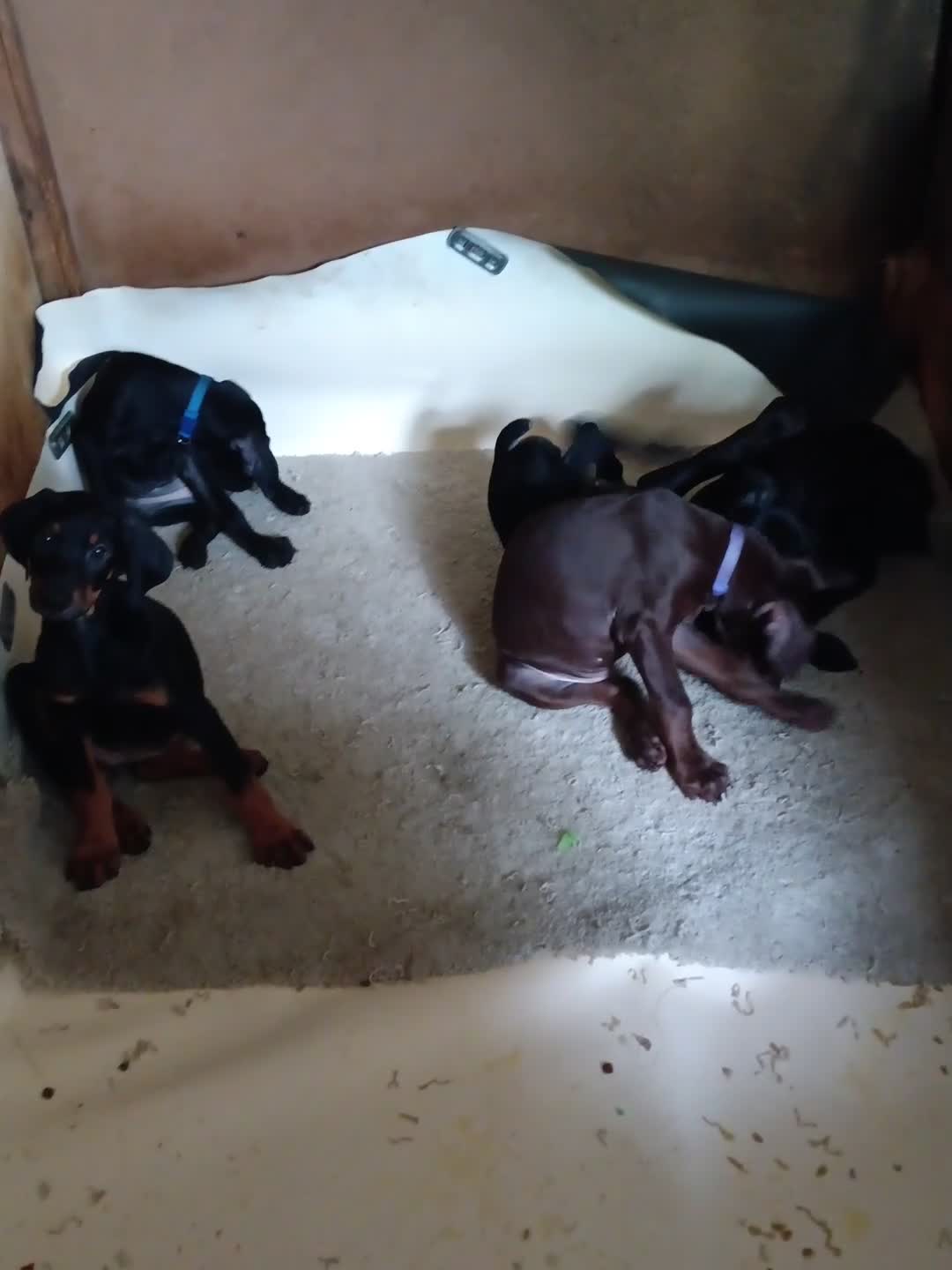 Doberman Pinscher dogs for sale: Doberman Pinscher Puppy 4 - Video 2